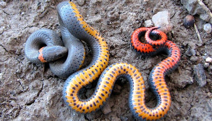 Simbología de las serpientes